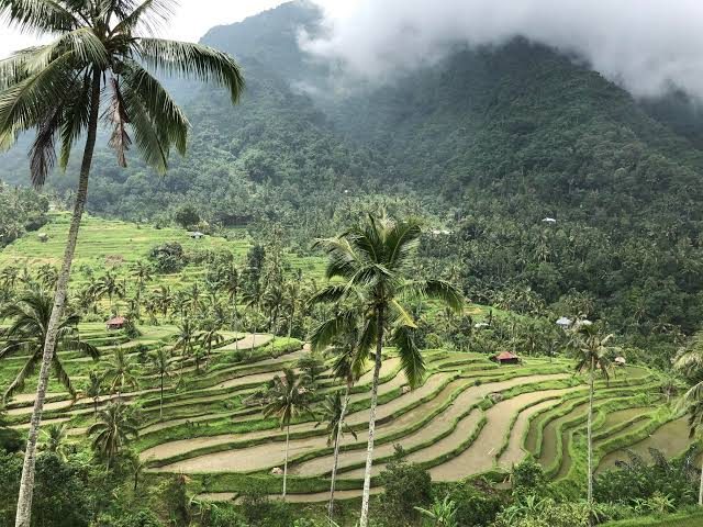 Rice terraces, Ubud