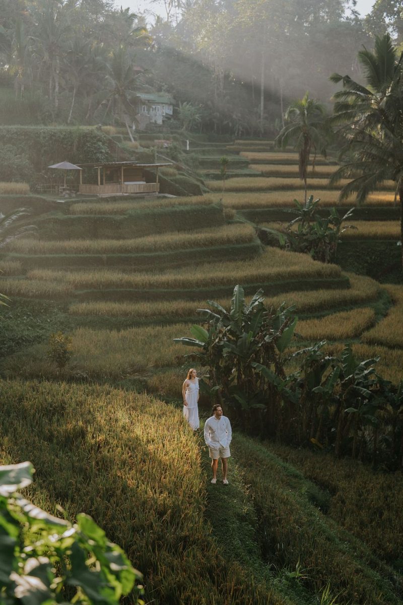 Rice terraces in morning light, Bali